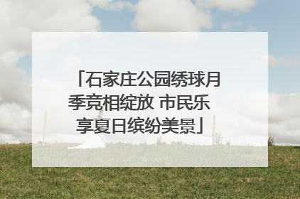 石家庄公园绣球月季竞相绽放 市民乐享夏日缤纷美景