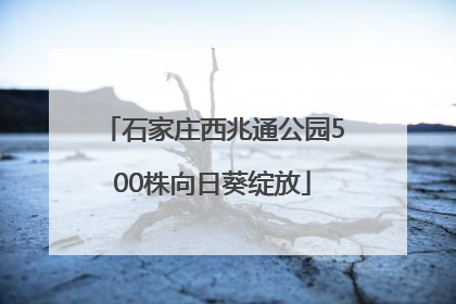 石家庄西兆通公园500株向日葵绽放