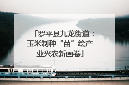 罗平县九龙街道：玉米制种“苗”绘产业兴农新画卷