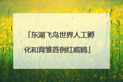 东湖飞鸟世界人工孵化和育雏首例红嘴鸥