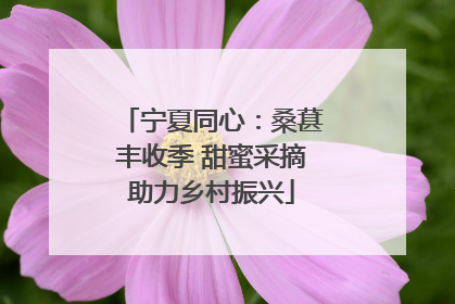 宁夏同心：桑葚丰收季 甜蜜采摘助力乡村振兴