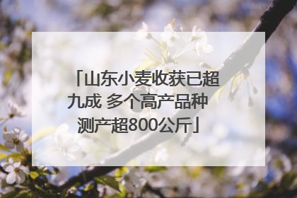 山东小麦收获已超九成 多个高产品种测产超800公斤
