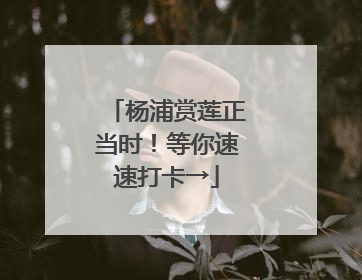 杨浦赏莲正当时！等你速速打卡→
