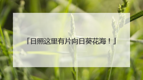日照这里有片向日葵花海！