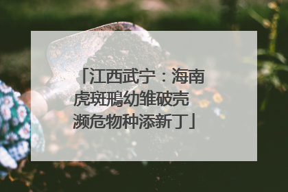 江西武宁：海南虎斑鳽幼雏破壳 濒危物种添新丁