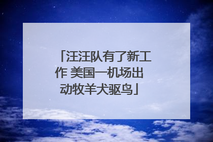 汪汪队有了新工作 美国一机场出动牧羊犬驱鸟