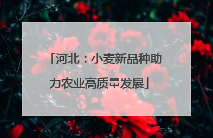 河北：小麦新品种助力农业高质量发展