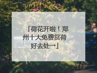 荷花开啦！郑州十大免费赏荷好去处→