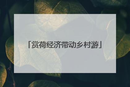 赏荷经济带动乡村游