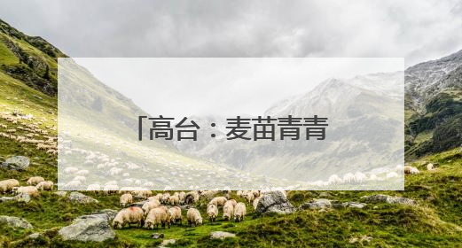 高台：麦苗青青“话”丰收 粮田孕育新“丰”景